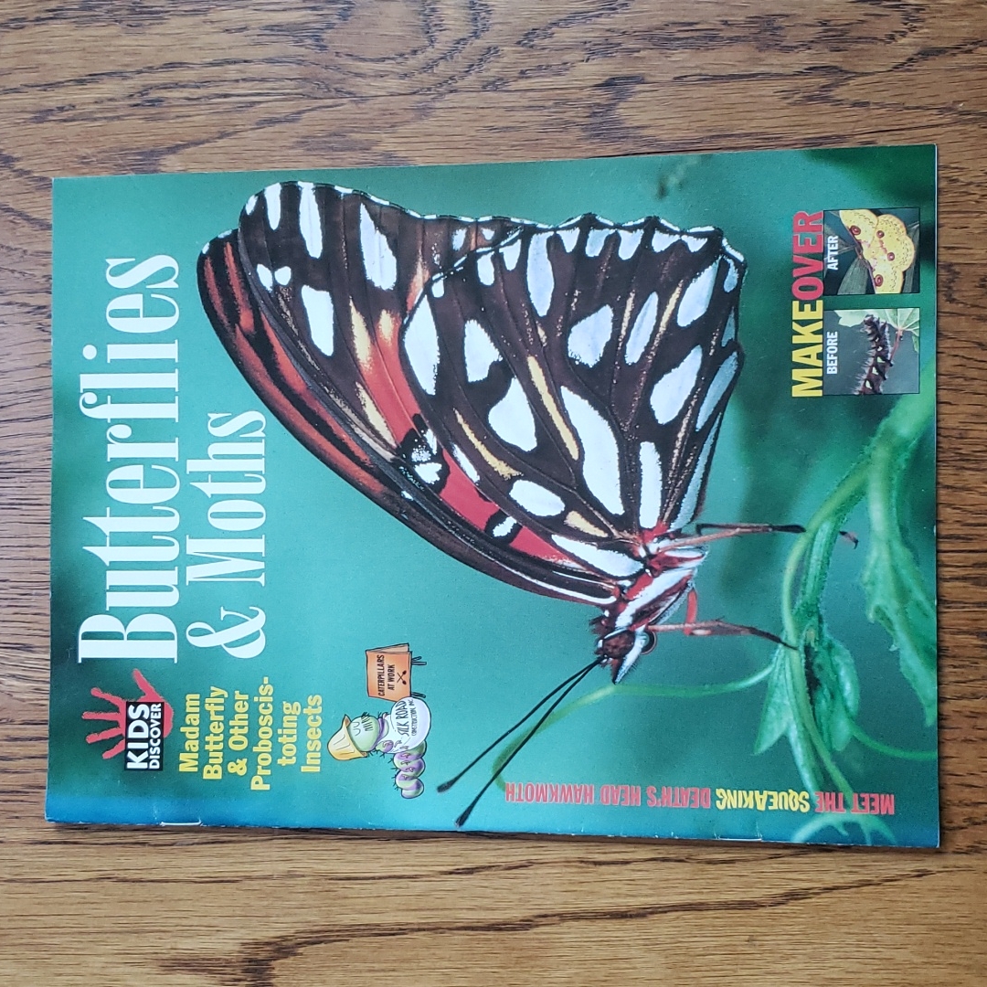 Vintage Y2k Kids Discover Magazine Butterflies And Moths Volume 11 Issue 7